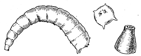 98. Larva of Piophila casei. Caudal aspect of larva.
Posterior stigmata.