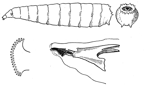 105. Larva of a flesh fly (Sarcophaga). Caudal aspect. Anterior stigmata. Pharyngeal skeleton.