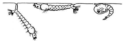 128. (a) Normal position of the larvæ
of Culex and Anopheles in
the water. Culex, left; Anopheles,
middle; Culex pupa,
right hand figure.