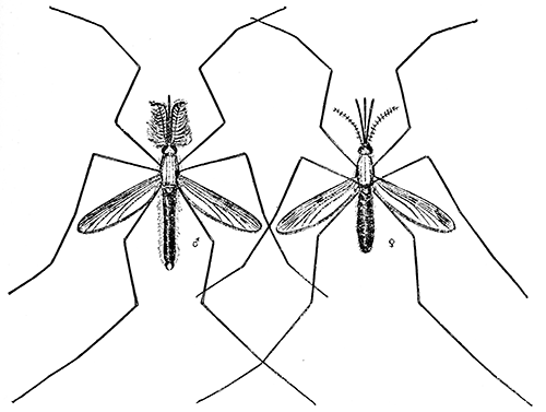 130. Anopheles quadrimaculatus, male and female, (×3½). After Howard.