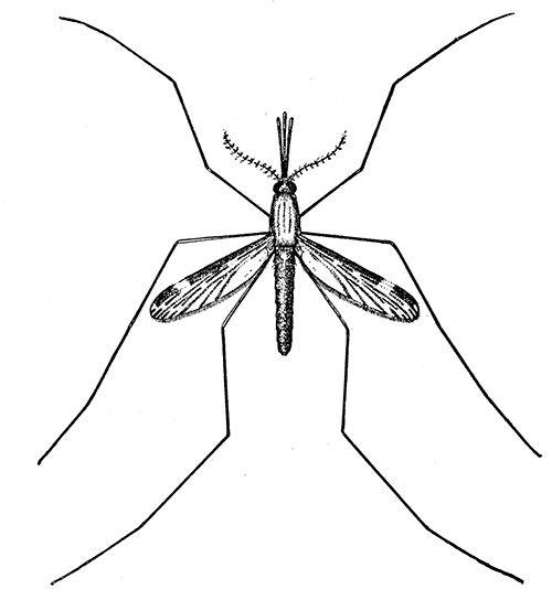 131. Anopheles punctipennis. Female, (×4). After Howard.