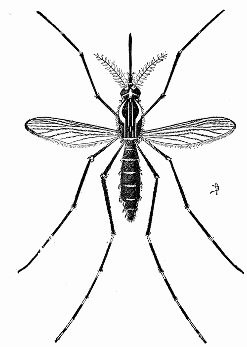 134. The yellow fever mosquito (Aëdes calopus). (×7).
After Howard.