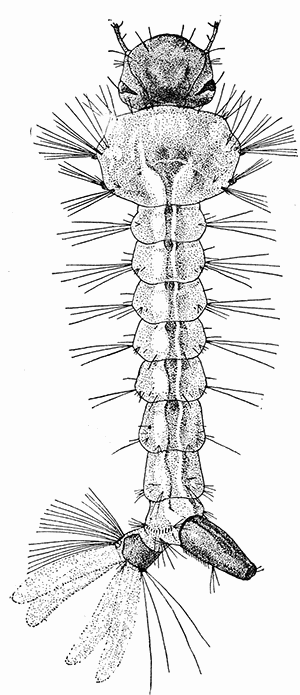 135b. Aëdes calopus; larva. (×7).
After Howard.