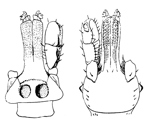 141. Hyalomma aegypticum. Capitulum of female;
(a) dorsal, (b) ventral aspect.