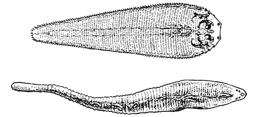 148. Linguatula. (a) larva; (enlarged). (b) adult; (natural size).