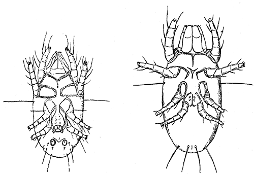 152. Monieziella (Histiogaster) emtomophaga-spermatica, ventral aspect,
male and female. After Trouessart.