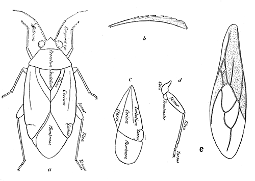 159. Taxonomic details of Hemiptera-Heteroptera. (a) Dorsal aspect; (b) seta from
bedbug; (c) wing of Heteropteron; (d) leg; (e) wing of Sinea.