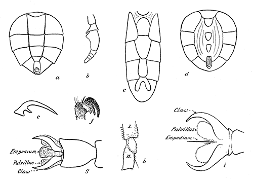 161. Taxonomic details of Diptera. (a) Ventral aspect of abdomen of Cynomyia;
(b) antenna of Tabanus; (c) ventral aspect of abdomen of Chortophila; (d)
ventral aspect of abdomen of Stomoxys; (e) claw of Aedes (Culex) sylvestris,
male; (f) claw of Hippoboscid; (g) foot of dipterous insect showing
empodium developed pulvilliform; (h) hind tarsal segment of Simulium
vittatum, female; (i) foot of dipterous insect showing bristle-like empodium.