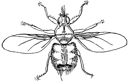 162. Hippobosca equina, ×4. After Osborn.