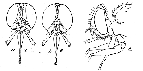 168. Head of horn-fly (Lyperosia irritans); (a) female; (b) male; (c) lateral aspect of female.