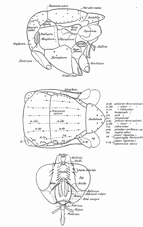 169. Lateral and dorsal aspects of the thorax, and frontal aspect of the head of a muscoidean
fly, with designations of the parts commonly used in taxonomic work.