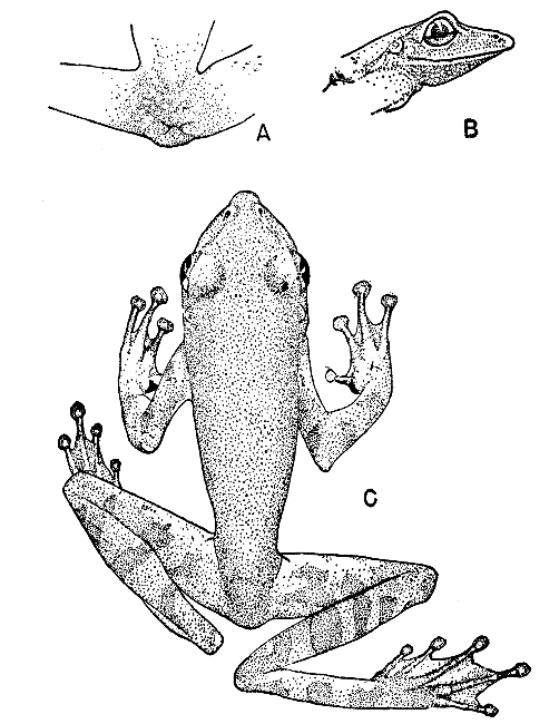 Measurements (in mm.).—Snout to vent, 58; leg, 86;
head length, 20; head width, 18.6.