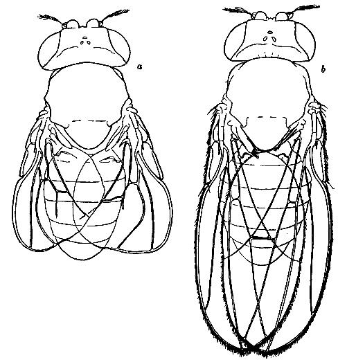 Fig. A. Rudimentary and normal flies