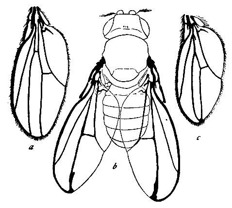 Fig. D. Fused wings