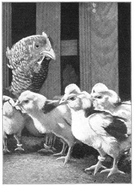 The Project Gutenberg eBook of Our Domestic Birds, by John H. Robinson