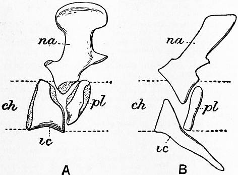Anatomie de la musculature humaine (anglais) de Thomas Milton en