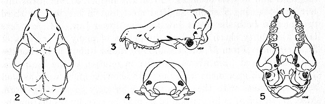 Figs. 2-5. Four views of the skull of Myotis fortidens.
No. 32112, University of Kansas Museum of Natural History, ♂, obtained
20 kilometers east-northeast Jesús Carranza, 200 feet elevation,
Veracruz, Mexico, on May 16, 1949, by Walter W. Dalquest; original no.
12869. ×2.