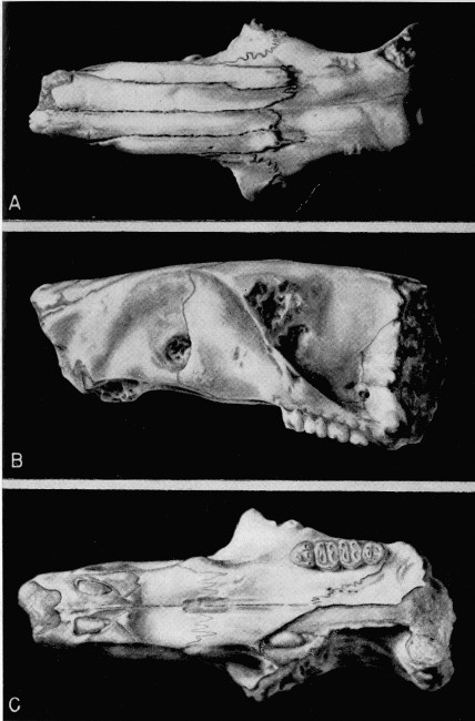 Plate 2. Heliscomys tenuiceps. Univ. Kans. Mus. Nat.
Hist., Vert. Paleo. Coll. No. 7702. A, dorsal view; B, lateral view; C,
ventral view. All views approximately × 5.