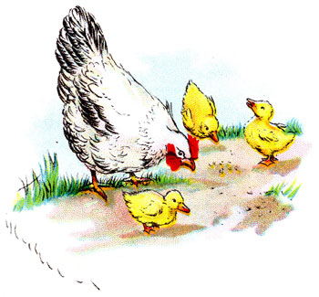 {Hen and ducklings scratch for food.}