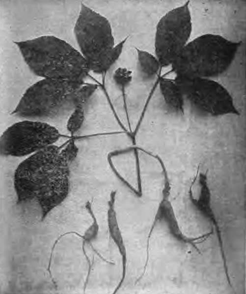 Ginseng Plant and Roots.