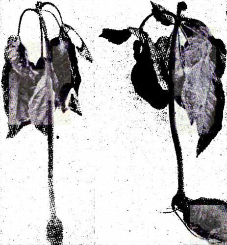 Diseased Ginseng Plants.