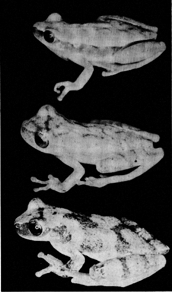 Adult Frogs