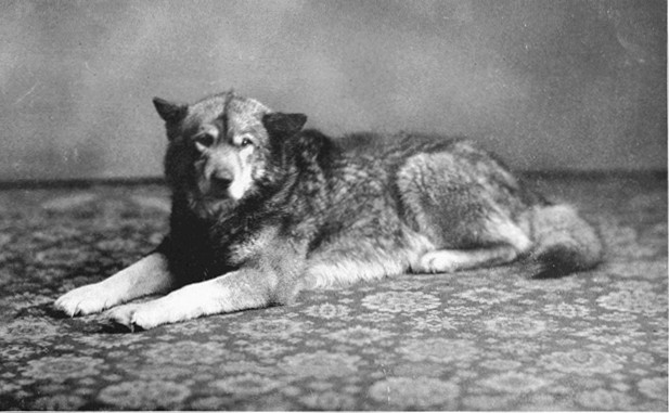 Copyright by E. A. Hegg, Juneau Courtesy of Webster &
Stevens, Seattle

"Wolf"