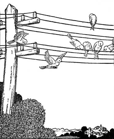 THE WINDS, THE BIRDS, AND THE TELEGRAPH WIRES
