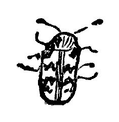 [Beetle: described in text]