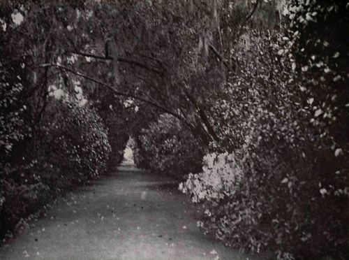 PLATE 112 "Magnolia Garden," Charleston, S. C. Colonel Drayton Hastie