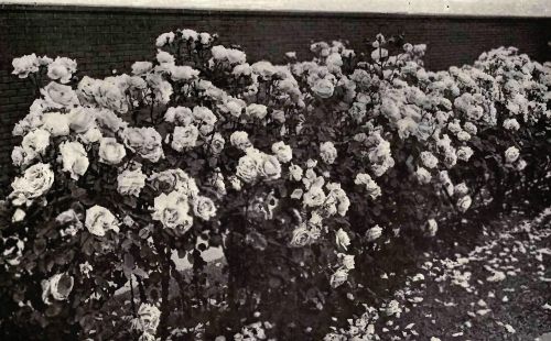 PLATE 161 Section of a Rose hedge bordering an avenue in Portland, Ore.
