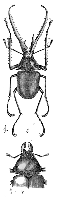 Fig. 23. Chiasognathus grantii,
reduced. Upper figure, male;
lower figure, female.