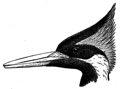 Head of Ivory-billed Woodpecker.