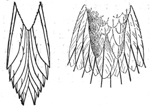 Tails of Brown Creeper (under surface)
and Chimney Swift (upper surface.)