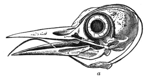 Skull of Woodpecker, showing bones of tongue.
a. Upper end of windpipe and gullet.