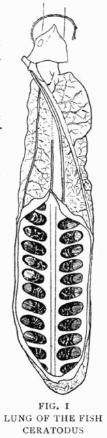 FIG. 1 LUNG OF THE FISH CERATODUS