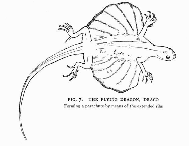 gliding draco lizard coloring pages