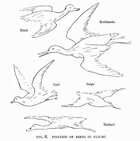 FIG. 8.  POSITION OF BIRDS IN FLIGHT