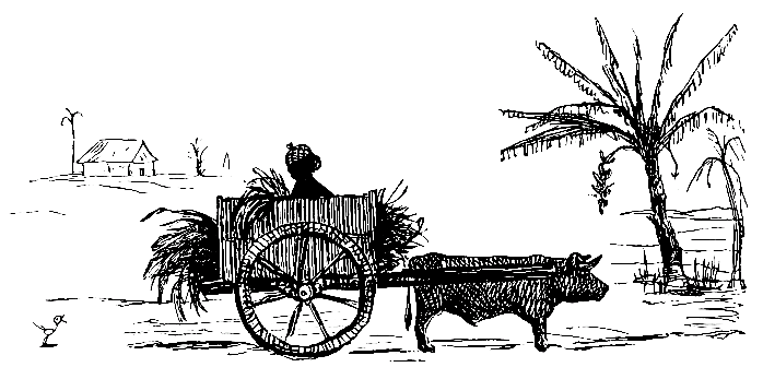 Showing the manner in which one ox accomplishes the labor
of two, in San Felipe.