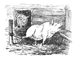 A squealing pig tied to a peg.
