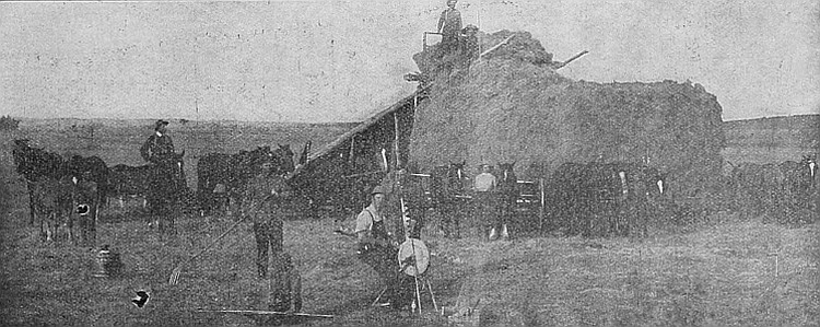 Putting up wild hay in Manitoba, which frequently yields
from 1½ to 2 tons per acre.