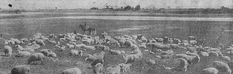 The sheep industry in Western Canada is one of certain
profit. There are many large flocks in all parts of the three
Provinces.