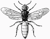 Fig. 100.—Sphecodes gibbus, mle.