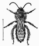 Fig. 102.—Dasypode mle.