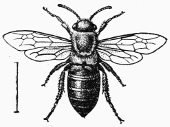 Fig. 110.—Colletes succinctus, femelle.