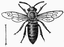 Fig. 111.—Colletes succinctus, mle.