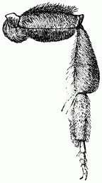 Fig. 115.—Patte d'Andrne.