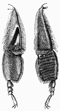 Fig. 117.—Brosse et corbeille de l'Abeille domestique.
