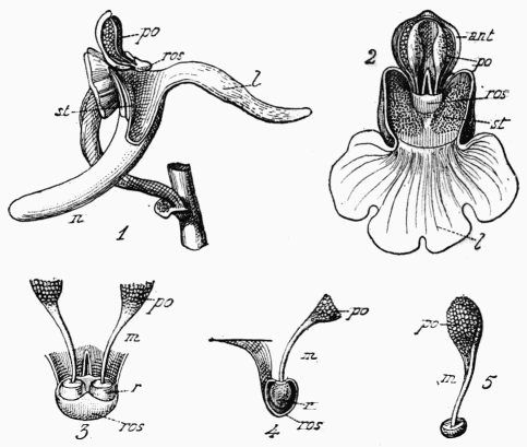 Fig. 118.—Orchis mascula.

1, Fleur vue de profil; 2, vue de face (spales et ptales enlevs, sauf
le labelle); 3, rostellum et pollinies vues de face; 4, id. sectionns;
5, pollinie; l, labelle; st, stigmate; ros, rostellum; ant,
anthre; po, pollinie; n, nectaire; m, caudicule; r, rtinacle.