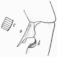 Fig. 13.—trille ou peigne des antennes.